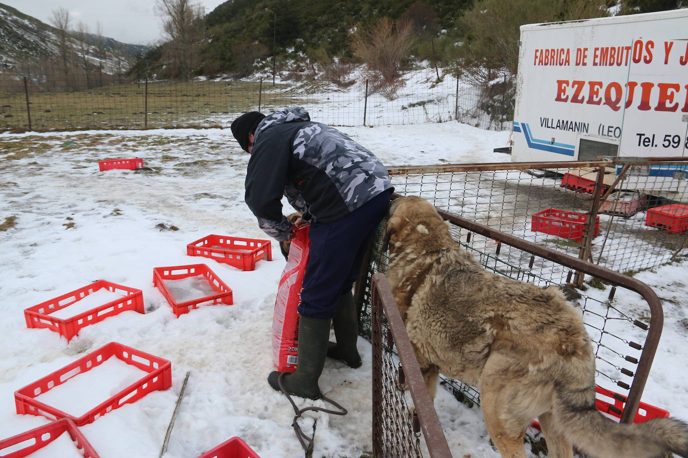El mastín leonés, el guardián de las zonas rurales 