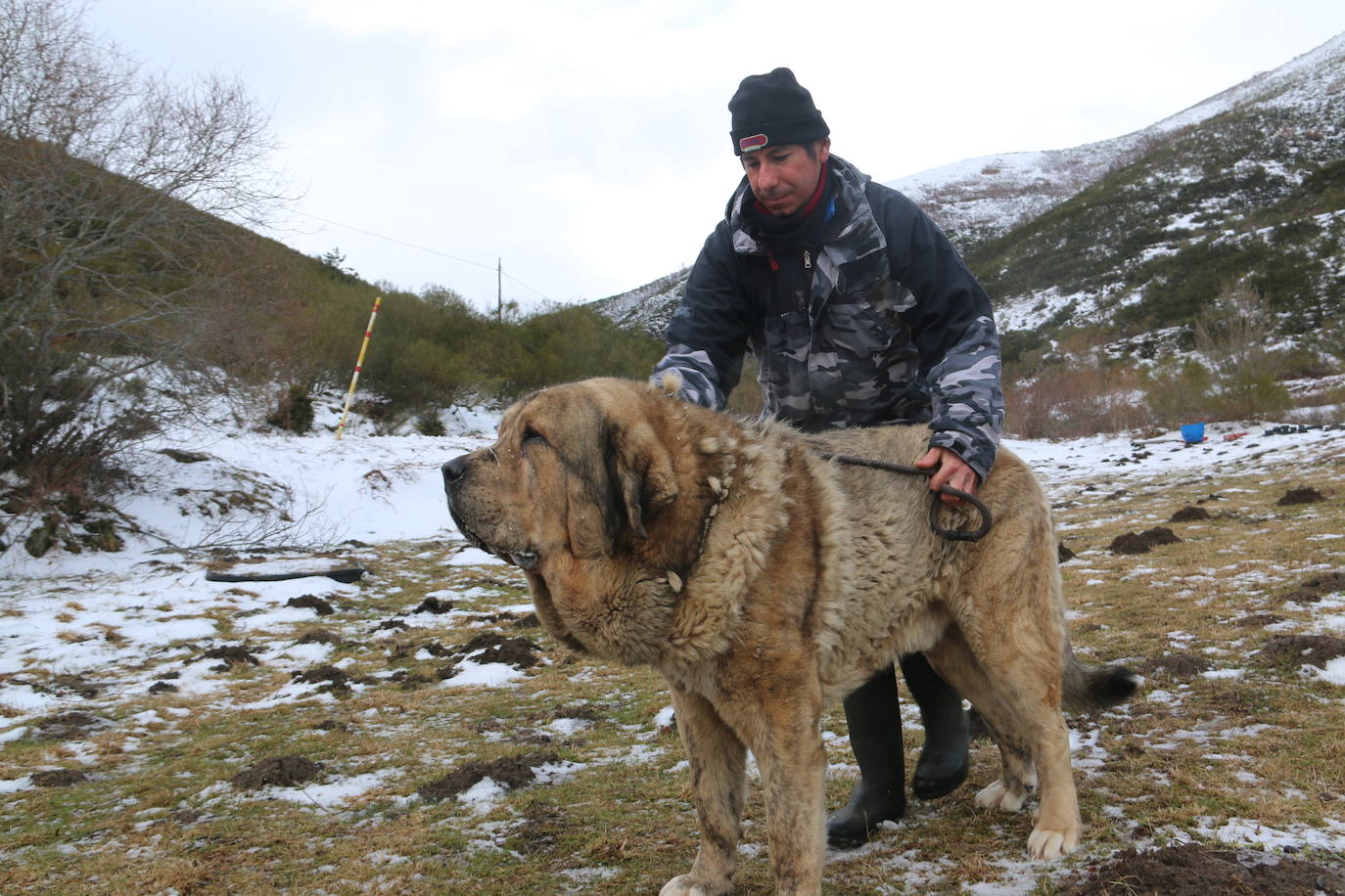 El mastín leonés, el guardián de las zonas rurales 