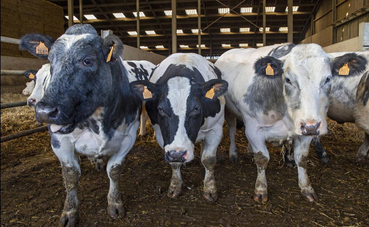 La Delegación del Gobierno archiva el expediente sancionador a un ganadero tras arrollar a una de sus vacas un tren de Feve