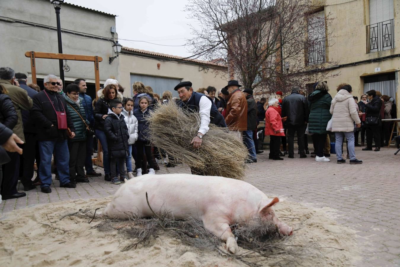 Fiesta de la matanza del Valle del Cuco. 