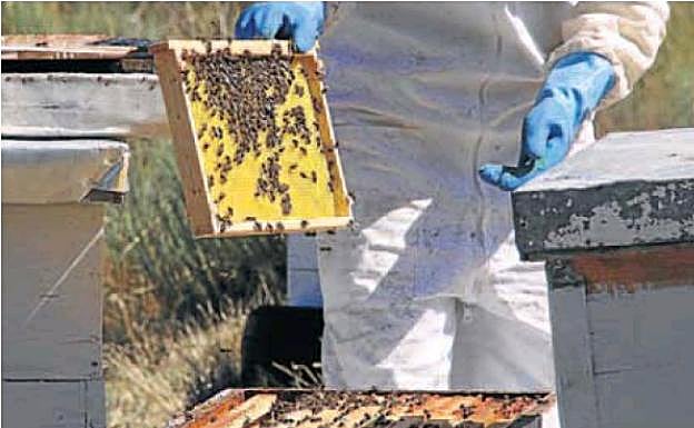 La empleada de una explotación apícola comprueba la calidad de la miel. 