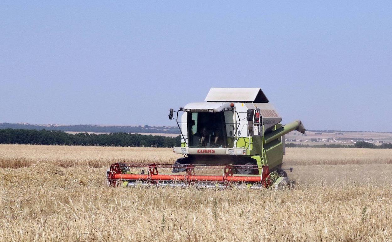 Una cosechadora trabaja en un campo de Castilla y León.