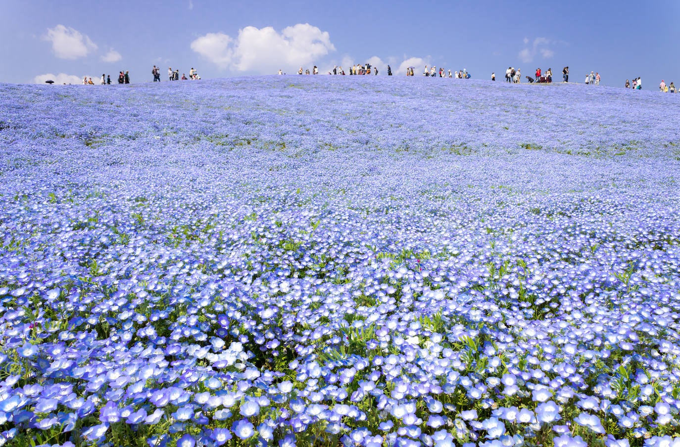 Hitachi Seaside Park, Japón