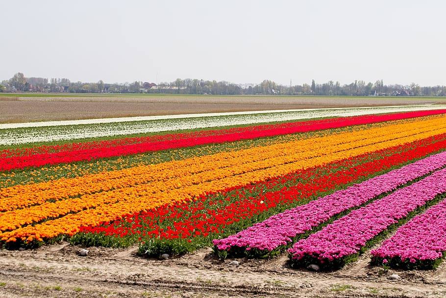 Campos de tulipanes en Holanda