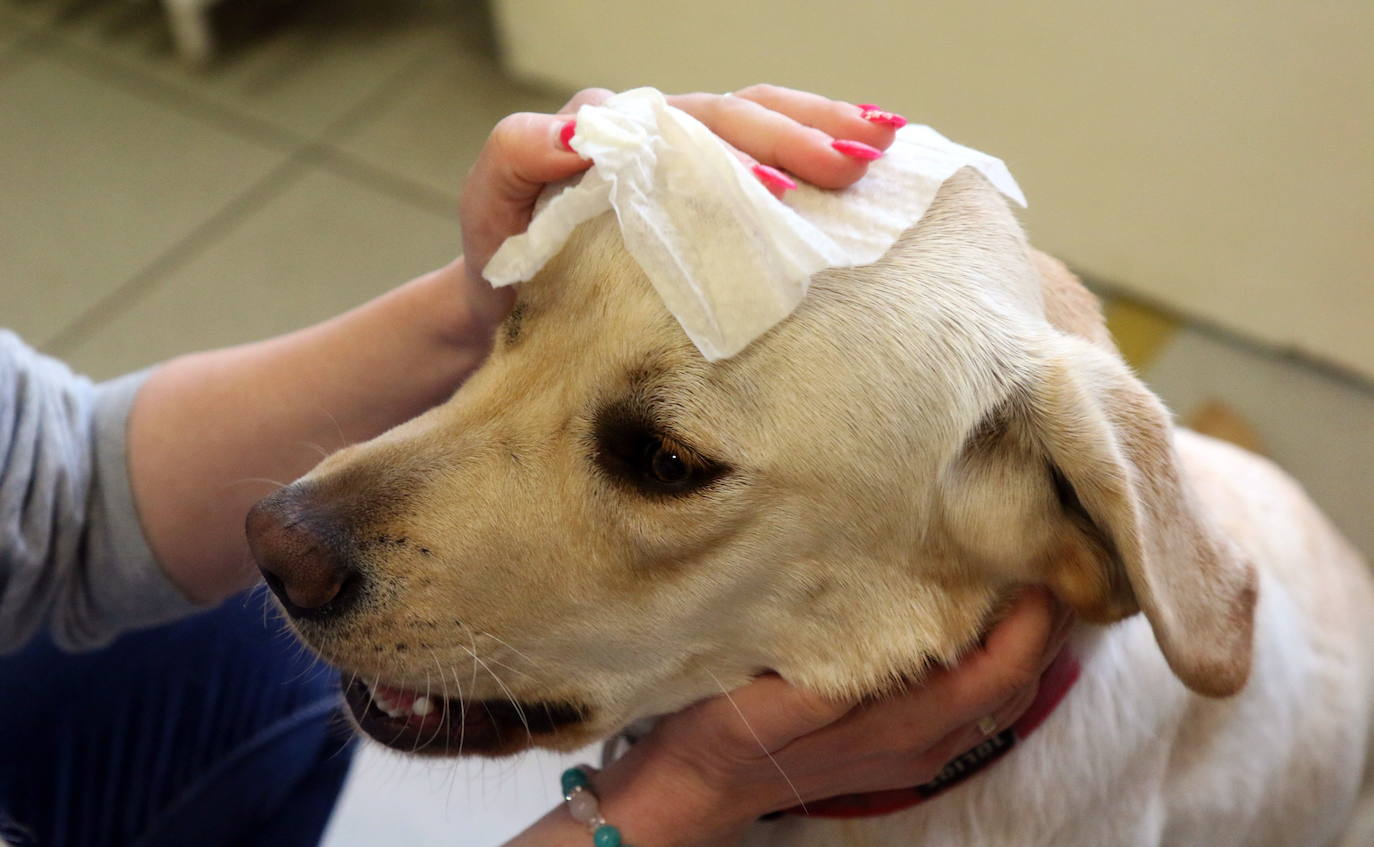 Fotos: Las imágenes más curiosas de animales durante la crisis del coronavirus