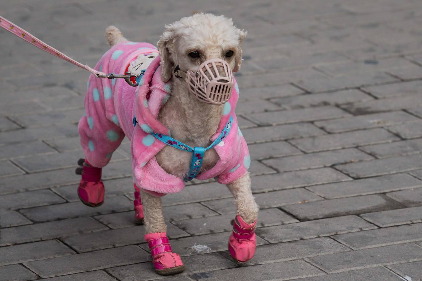Fotos: Las imágenes más curiosas de animales durante la crisis del coronavirus