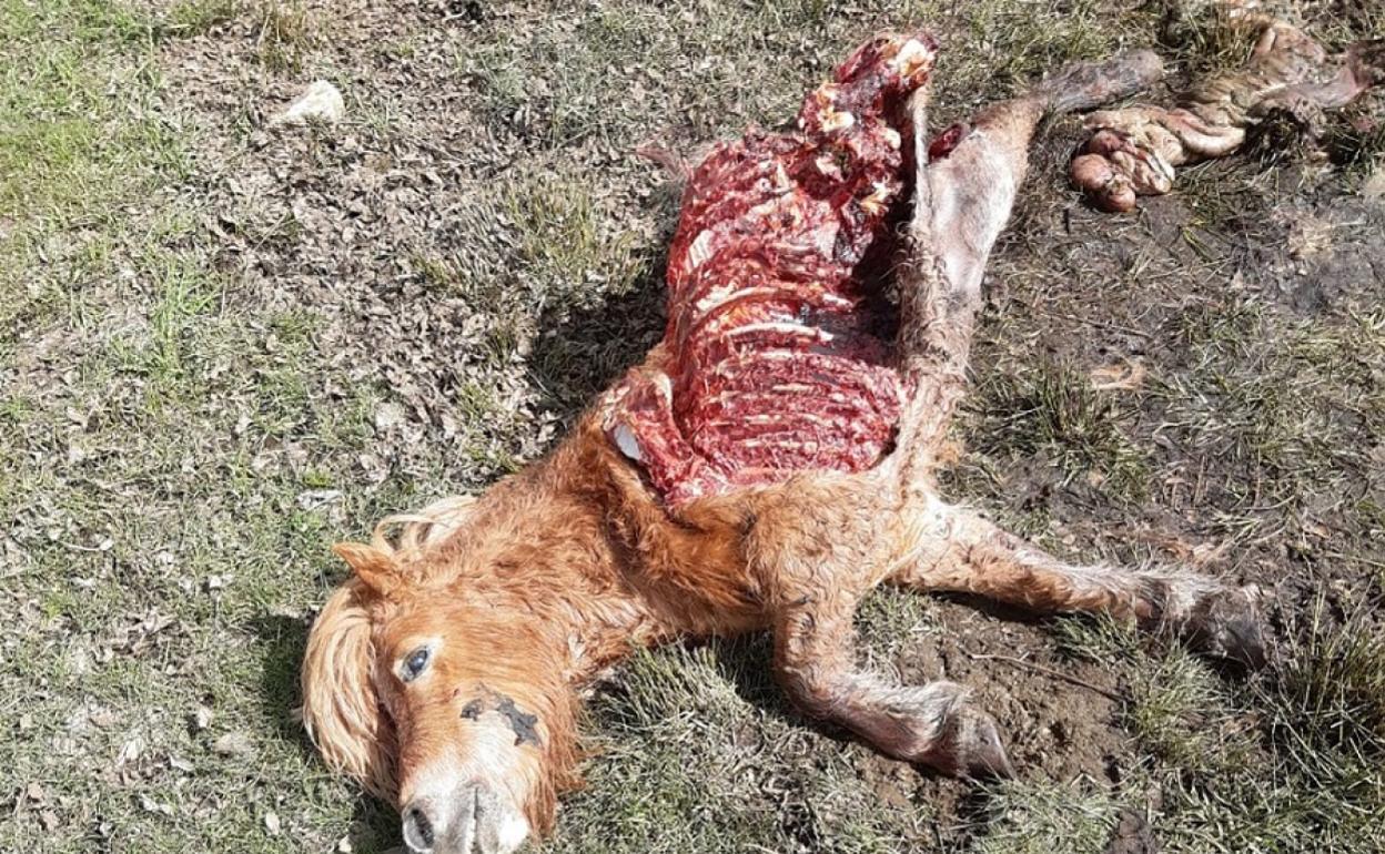 Animal devorado por los lobos en Ávila 