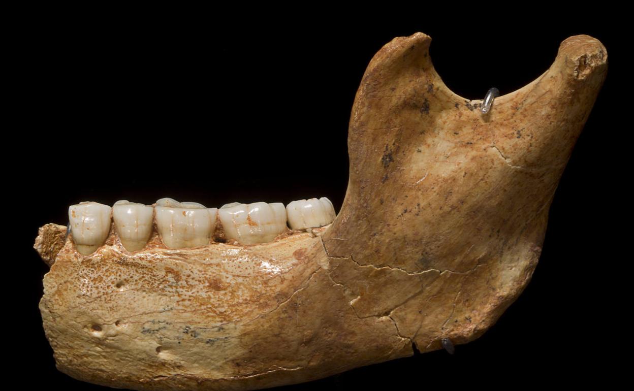 Mandíbula del 'Homo antecessor'