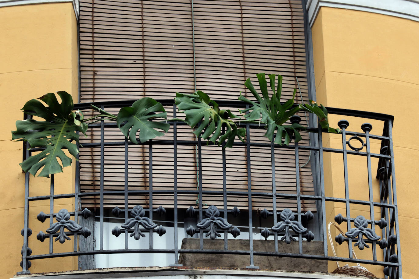 Los balcones y ventanas se han convertido desde que comenzó el estado de alarma en Valladolid en un espacio de encuentro, de esperanza y de vecindad. Son prácticamente nuestro único contacto con el exterior. Unos los decoran, otros toman el apetitivo en ellos y todos se mandan ánimos a distancia. 