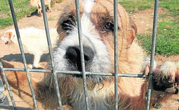 Las protectoras de animales suspenden las recogidas y los procesos de adopción