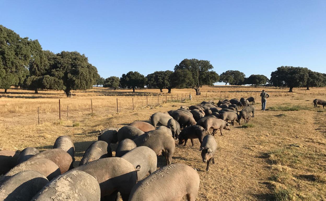 Cerdos buscando alimento en la dehesa Almariego de Ciudad Rodrigo.