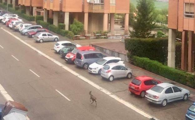 Los servicios de emergencia reciben varias llamadas ante la presencia de un corzo en las calles de Valladolid