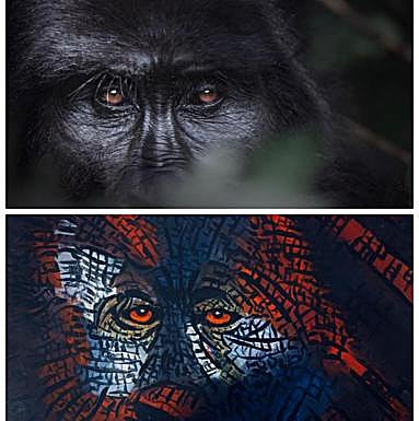 El antes y el después . Arriba la fotografía de un gorila; abajo el cuadro pintado por Raúl.