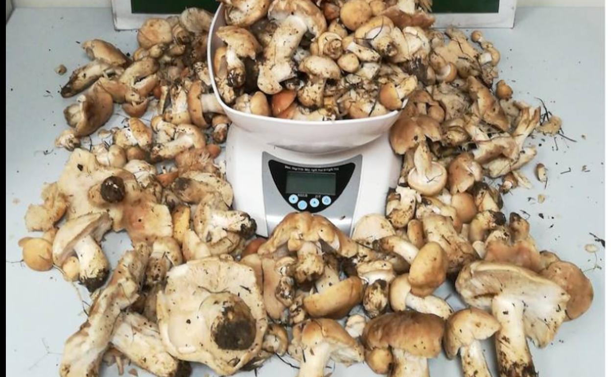 Setas decomisadas por la Guardia Civil.