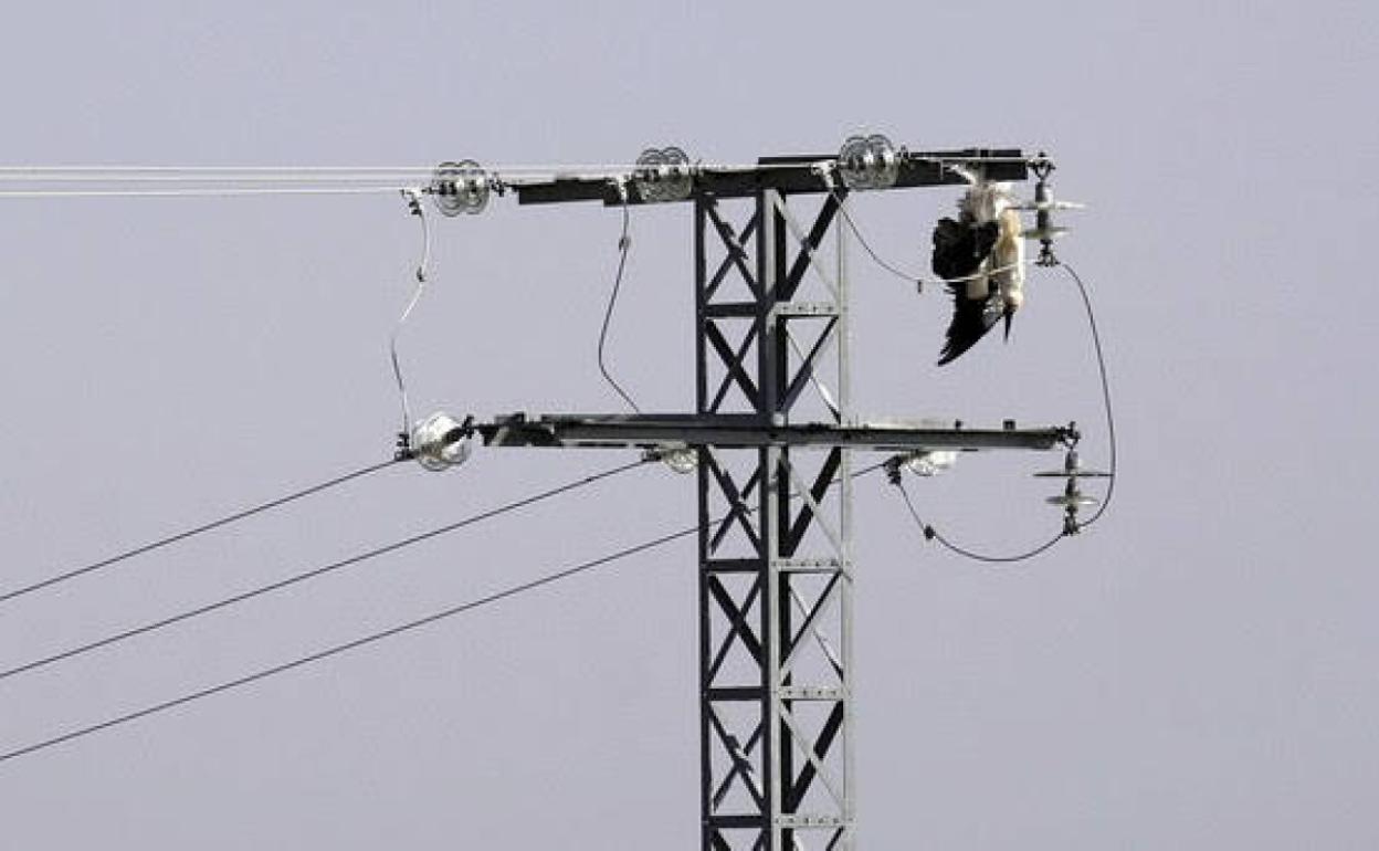 Ave electrocutada en los tendidos eléctricos que abastecen de energía al Centro de Tratamiento de Residuos Sólidos Urbanos de Ávila-Norte.