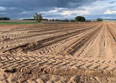 Imagen secundaria 1 - Varios momentos de la plantación de la vid.