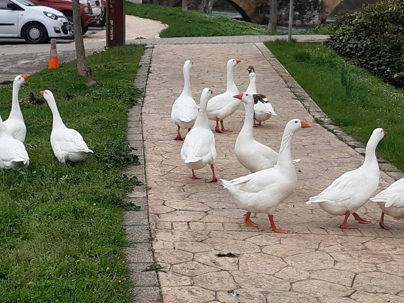 La suelta de agua del embalse de Aguilar ha hecho crecer considerablemente el río. 