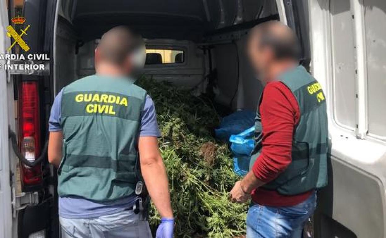 Detenidas 8 personas y desmantelado un cultivo de 500 plantas de marihuana en Candeleda