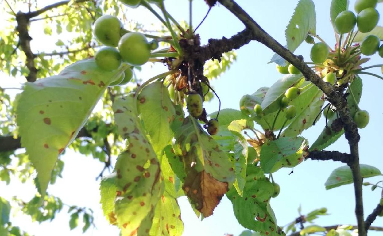 Rama de un cerezo en la que ayer se podían ver secos los rabos de la flor con monilia, por no haber sido tratados en su momento. 