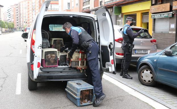 Localizan un criadero ilegal con 52 perros yorkshire en un local de Valladolid