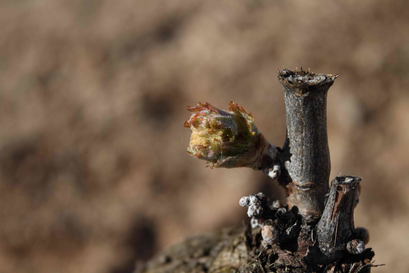 Fotos: El proceso vegetativo de la uva