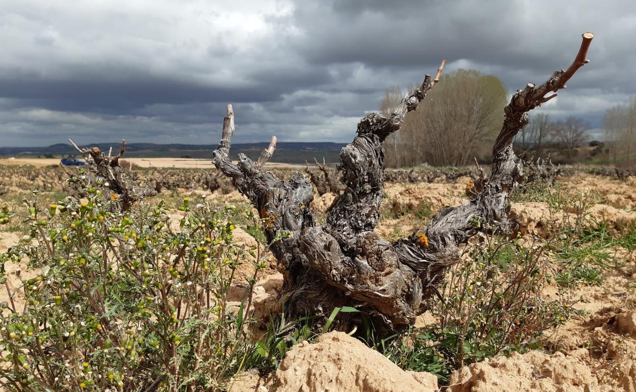 Viñedo de Pie Franco en la Ribera del Duero soriana