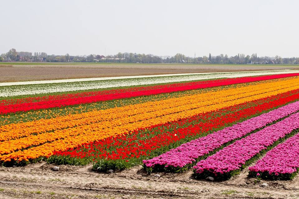 Campos de tulipanes (Holanda)