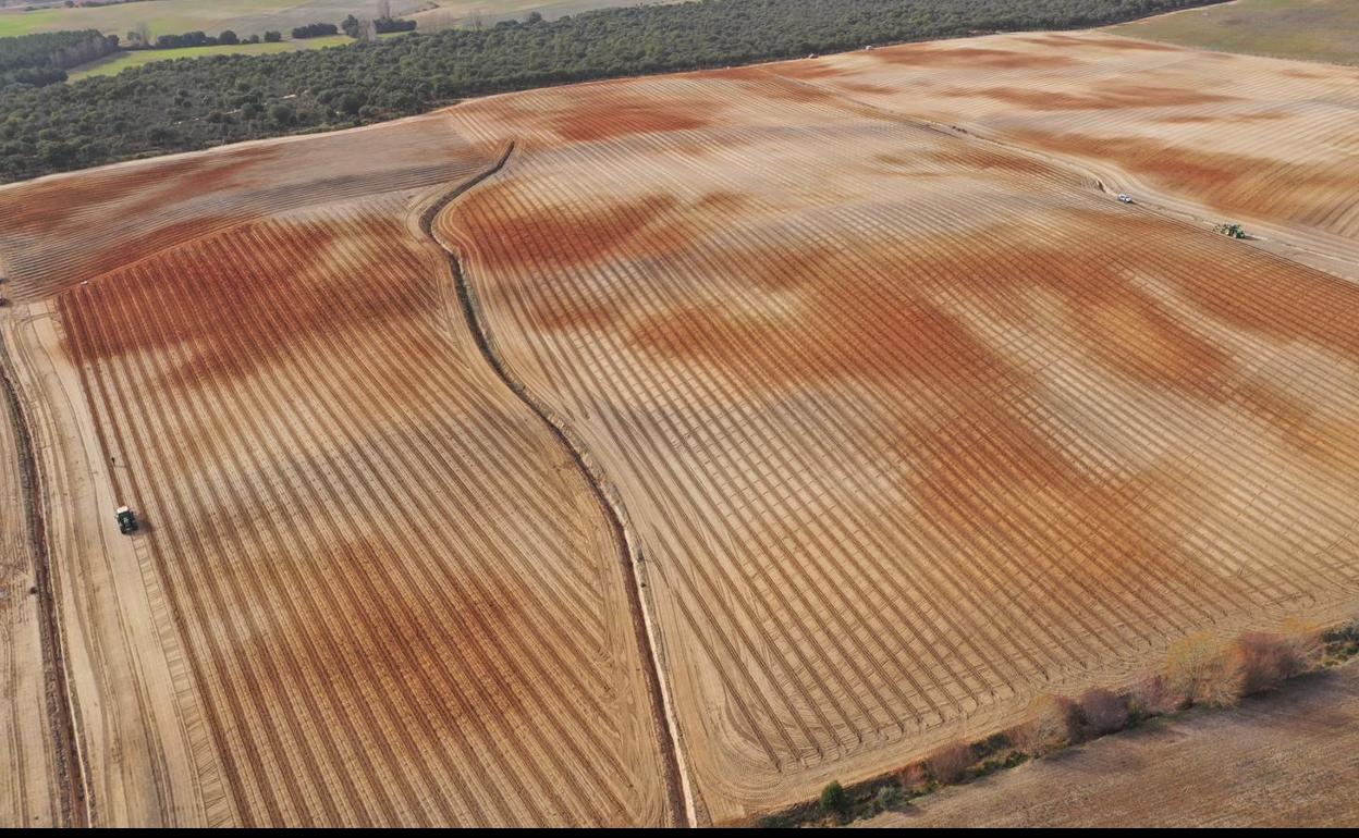 Imagen aérea de la plantación de viñedo experimental en Zayas de Báscones