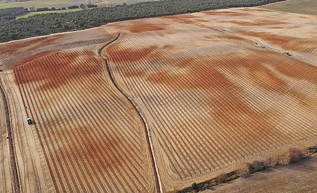Viñedo experimental para elegir una planta a la carta