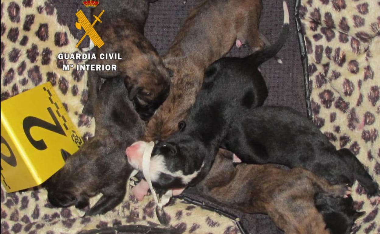 Investigan a dos personas por abandonar seis cachorros de galgo en un  descampado de Toro | El Norte de Castilla