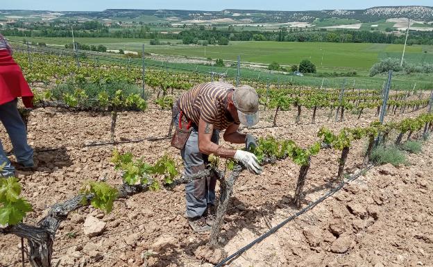 El cierre de la hostelería y el stock de vino en las bodegas anticipan una vendimia incierta