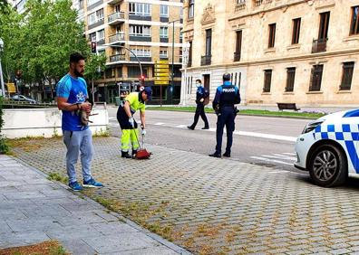 Imagen secundaria 1 - Un operario del Servicio de Limpieza retira al animal muerto. A la derecha, dos patos sobre la calzada. 