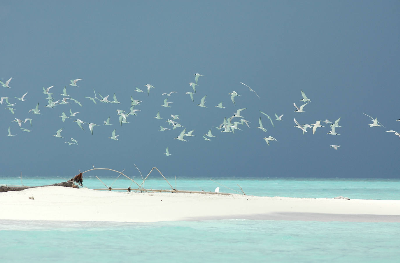 Arrecife Tubbataha | Situado en Filipinas, cuenta con más de 30.000 hectáreas repletas de corales, tiburones y bancos de peces. Aunque es el lugar perfecto para los buceadores más expertos, sólo pueden zambullirse en sus aguas de marzo a junio por sus cambiantes condiciones climáticas.