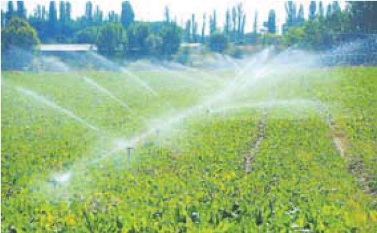 Cultivo de remolacha en Simancas. 