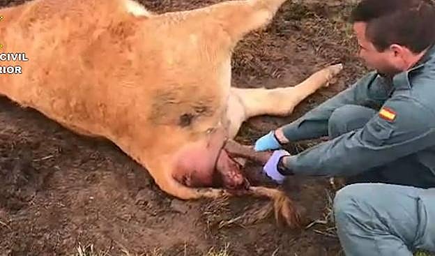 Un agente ayuda en el parto de un ternero en la Montaña Palentina.