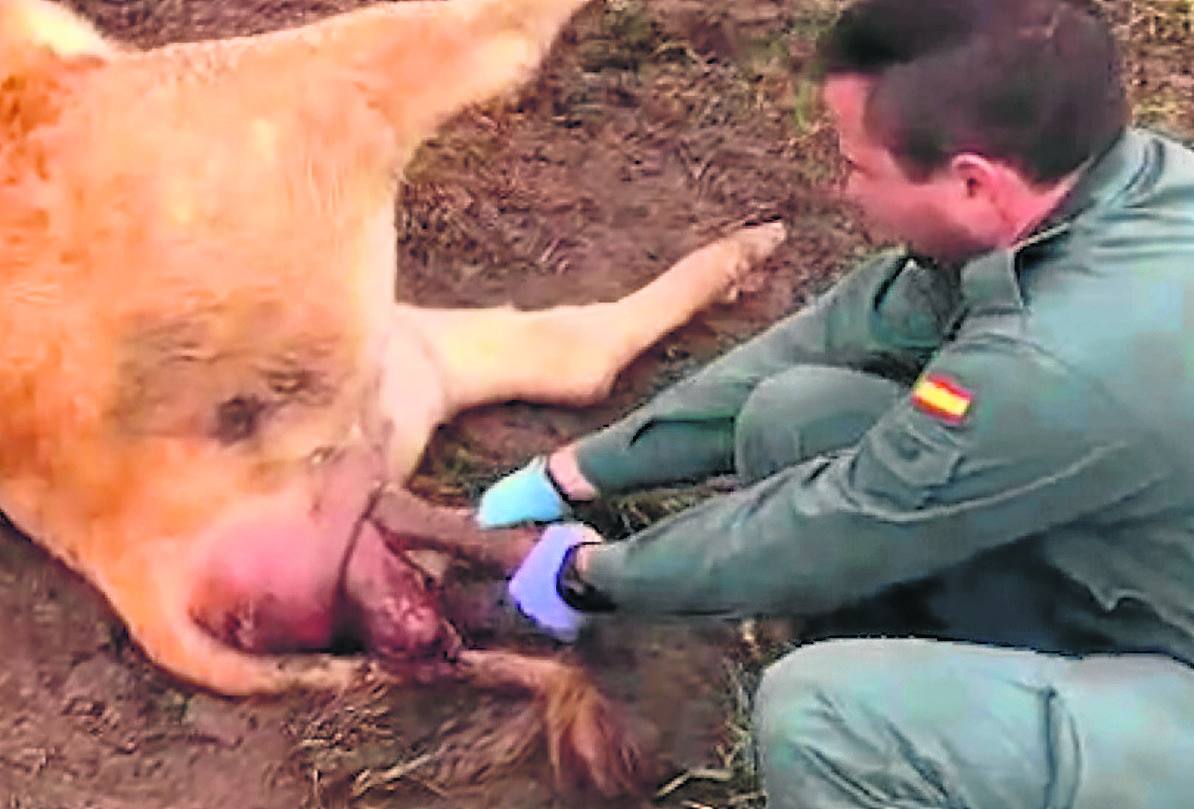 Roberto Blanco tira de las patas del ternero para ayudar en el parto.
