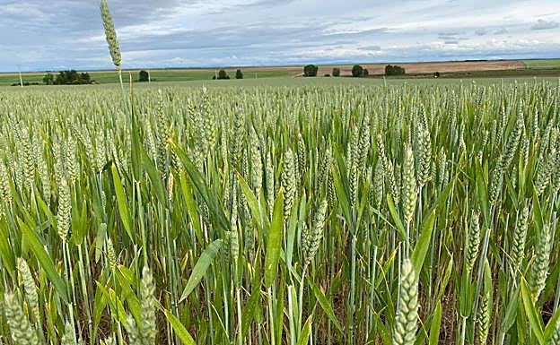 Un trigal de este año en Villaverde de Medina. 