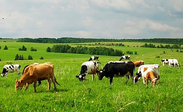 Piensos Morea fabrica alimento líquido y bloques sólidos sobre todo para vacas, ovejas y cabras. 