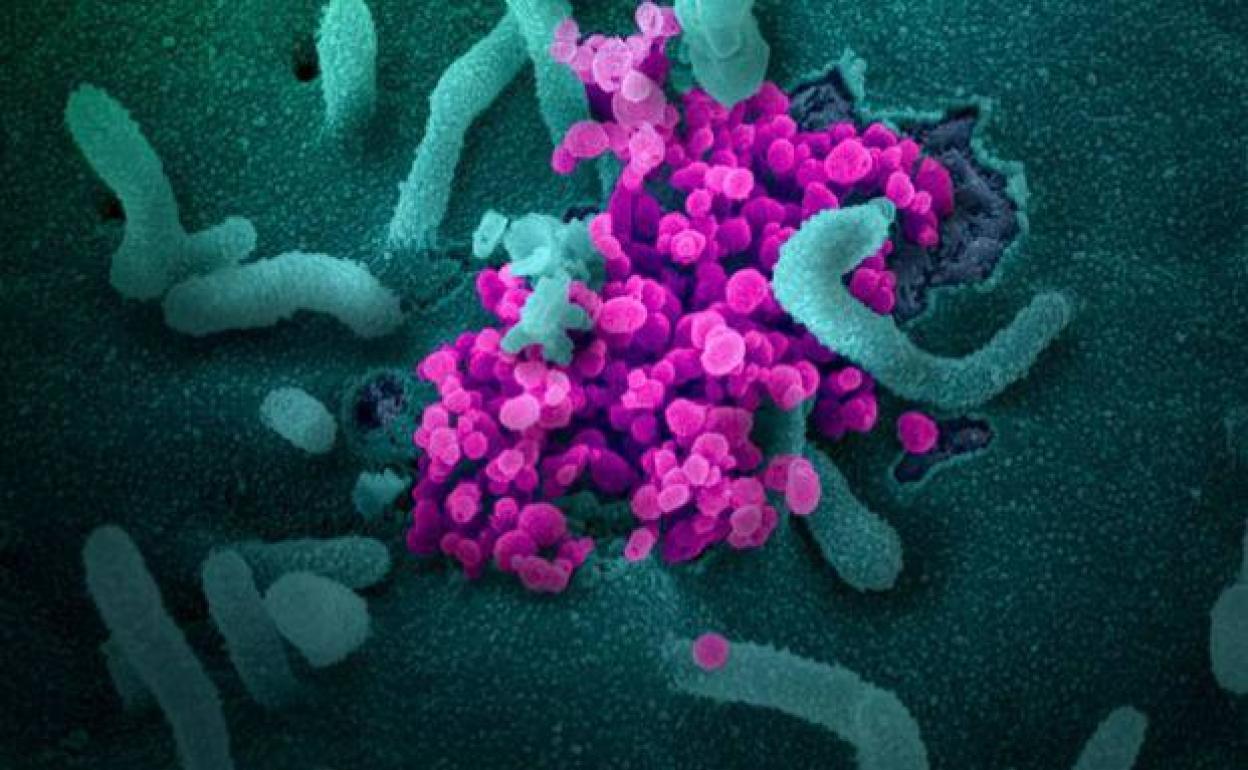 ¿Llegará algún día la erradicación de las enfermedades? ¿Habrá un último virus?