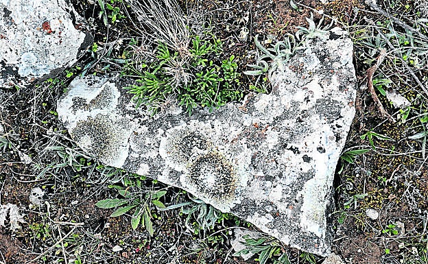 «Un puñado de tierra/ bajo el musgo le basta al nazareno, en lo precario, para florecer cada primavera, a buen resguardo». 
