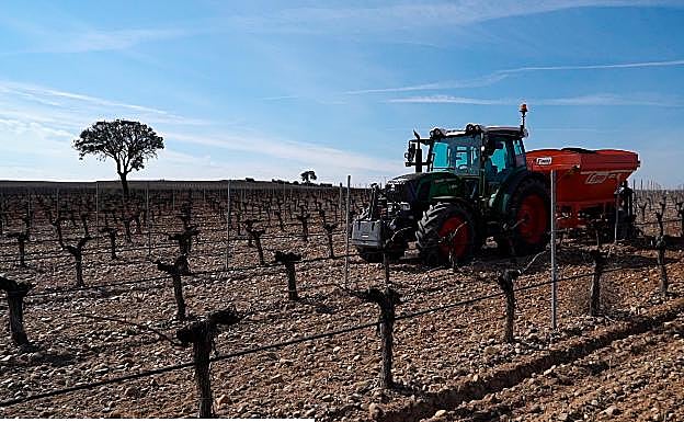 Laboreo en las vides. 