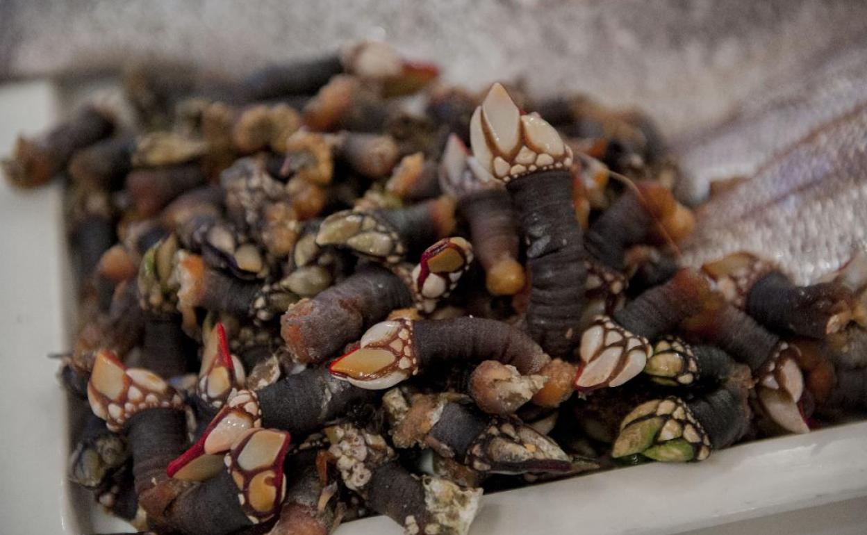 El percebe, más que un lujo culinario