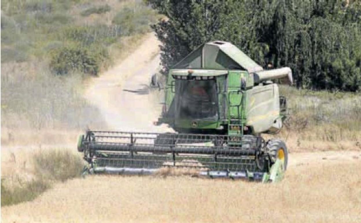 Cosecha de trigo en una tierra de Palencia. 