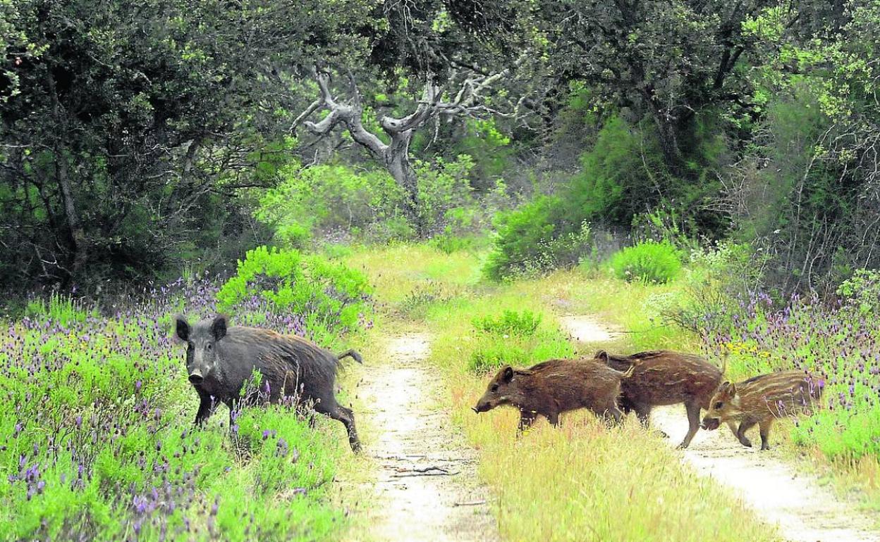 Varios jabalíes cruzan un camino en el término municipal de Castronuño.