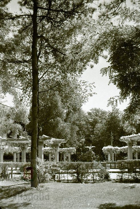 Fotos: Estampas del Valladolid antiguo (XLI): el Campo Grande en 1956