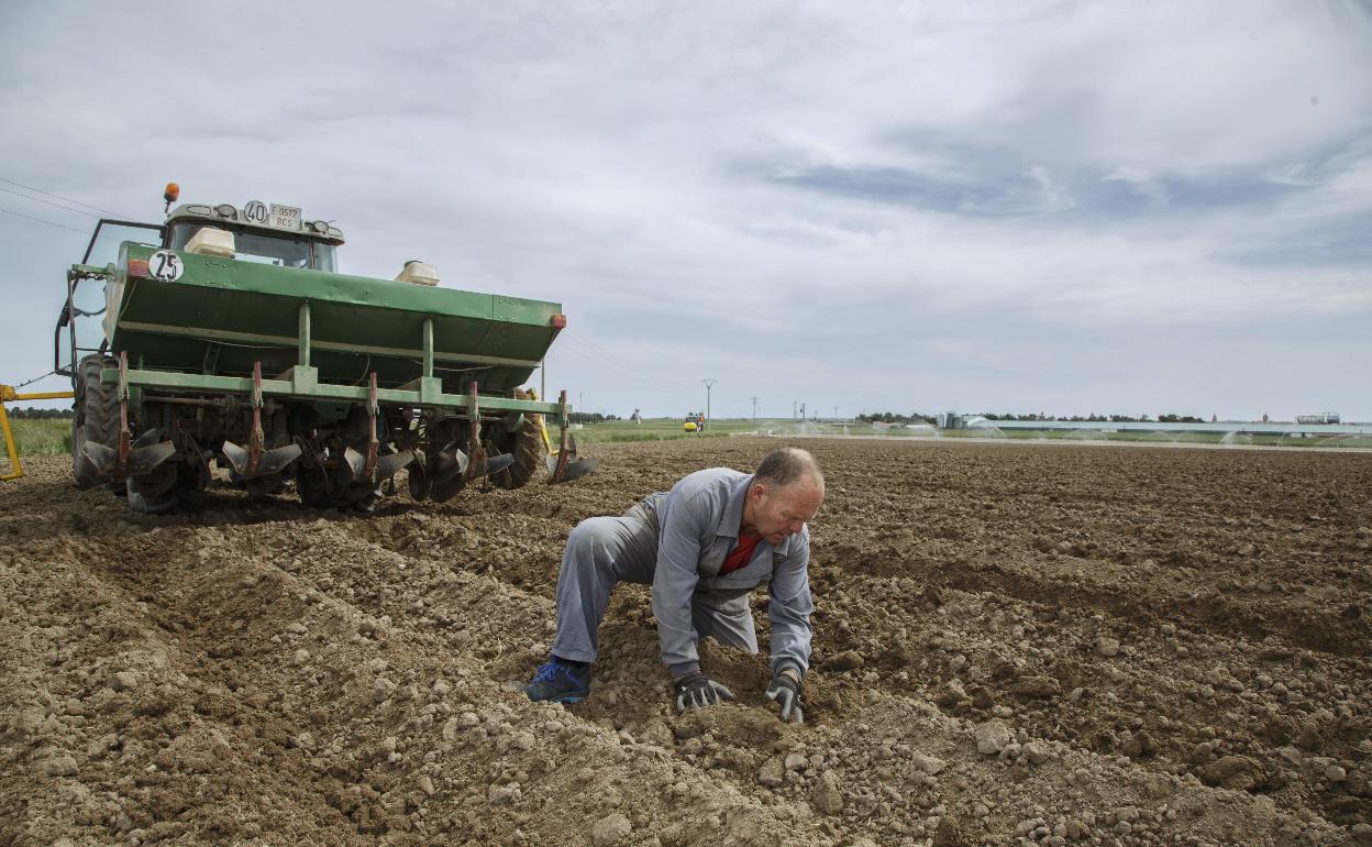 Juan Carlos Romo vigila la evolución de su tierra de patatas en Arévalo. 