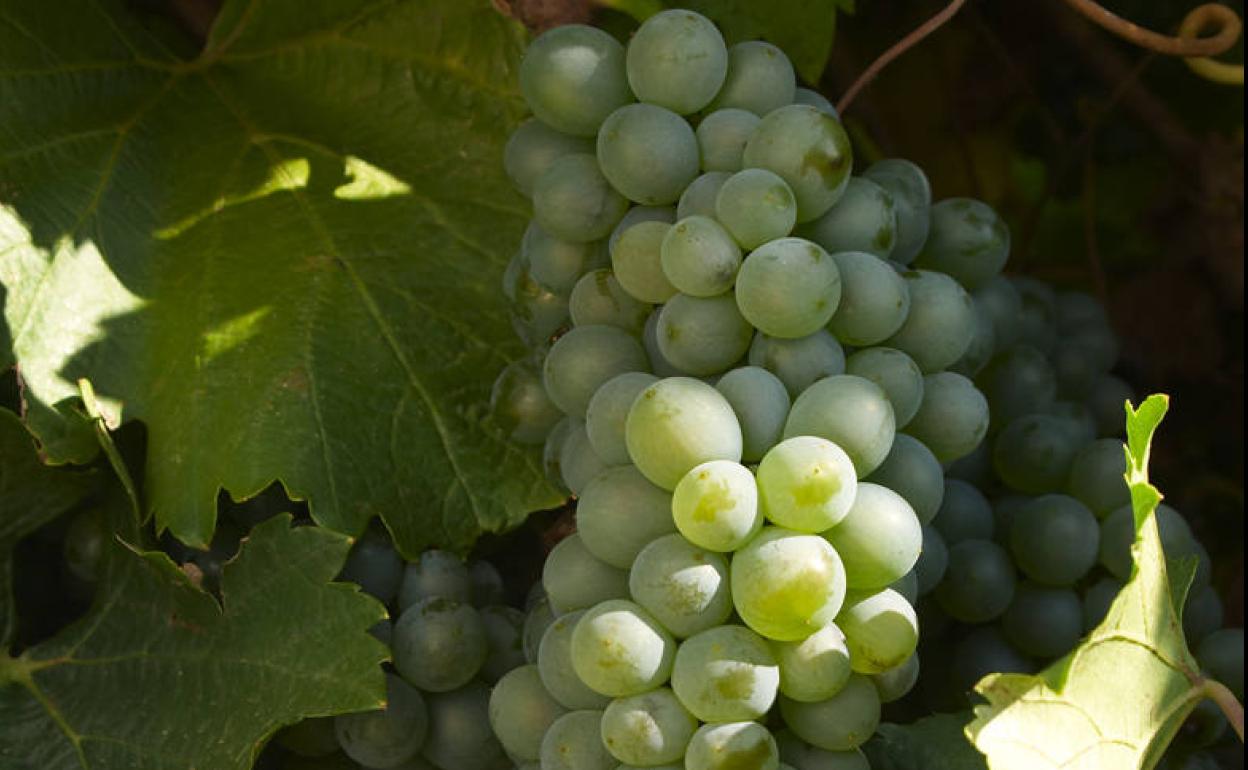 Racimo de verdejo. 