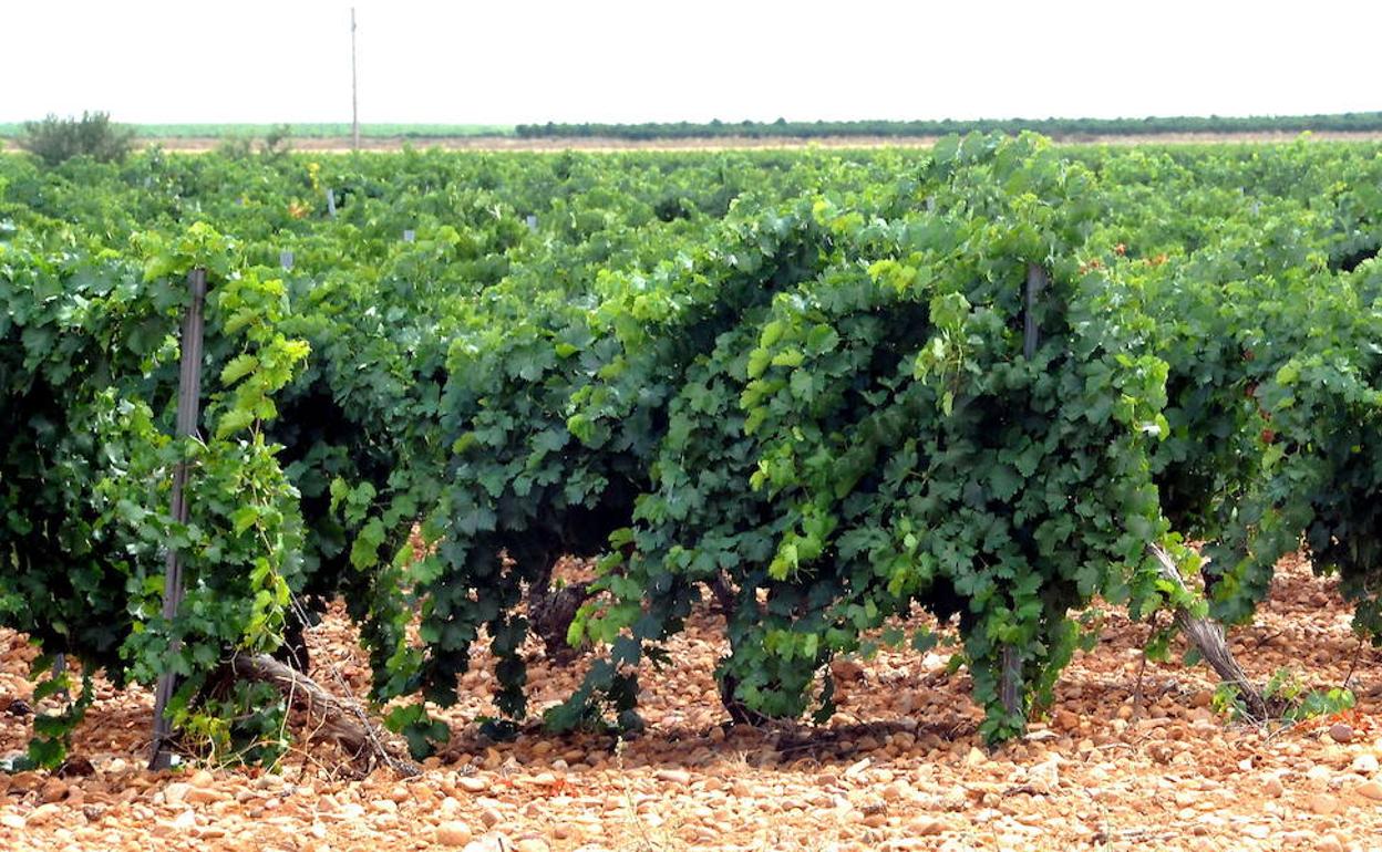 Viñedo de la variedad verdejo en la Denominación de Origen Rueda. 
