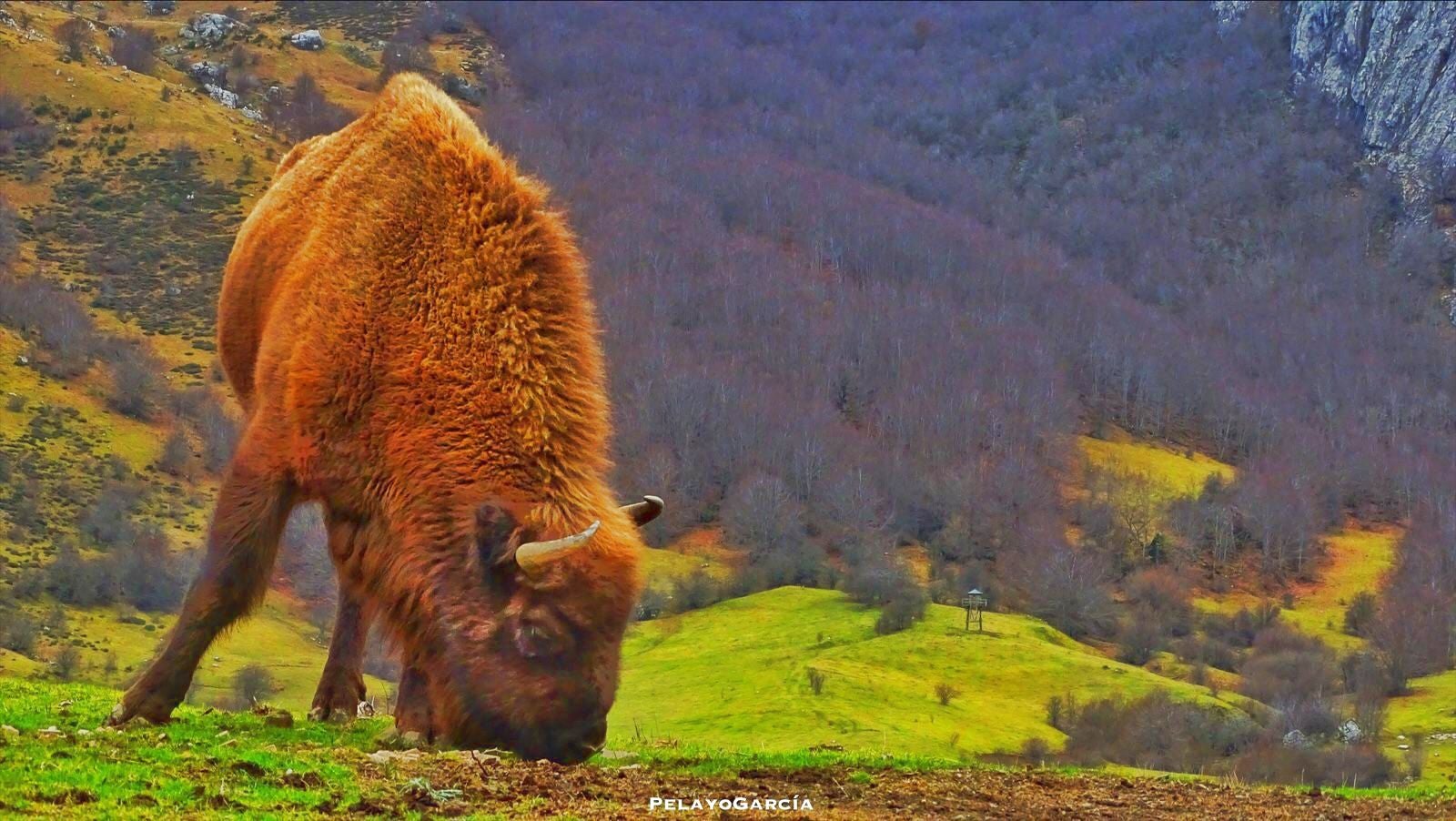 Primer ternero bisonte europeo en el paraje del valle de Anciles 