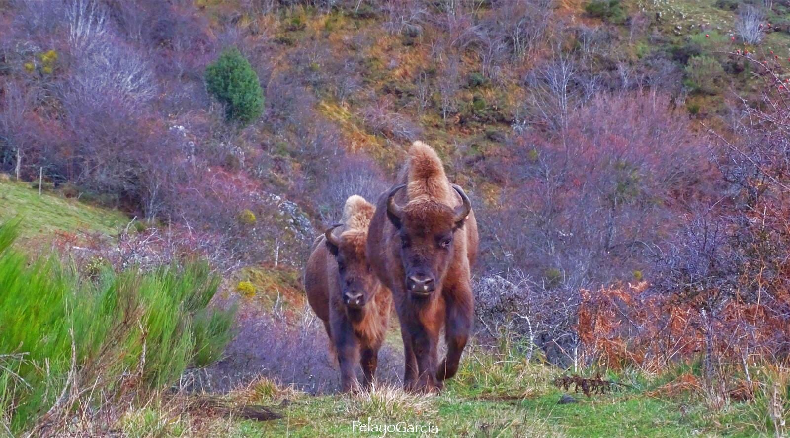 Primer ternero bisonte europeo en el paraje del valle de Anciles 